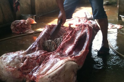 Kinh hoàng lợn bị xuất huyết thành thịt quay thơm ngon