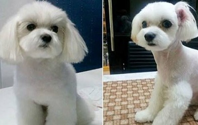 Nhà giàu Hàn Quốc đua nhau cho thú cưng đi phẫu thuật thẩm mỹ 