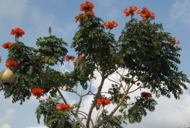 Hàng ngàn cây độc gây ngứa ở Đắk Nông là cây gì?