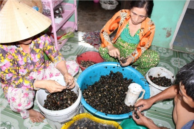 Hậu Giang: Kiếm bộn tiền từ ốc bươu vàng