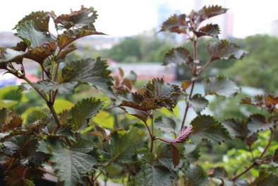 Học cách trồng lá tía tô an toàn chữa bệnh vặt cho bé yêu