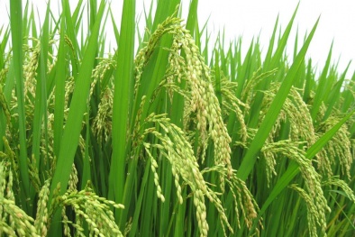 Nghiên cứu thành công giống lúa mới phát thải ít mêtan