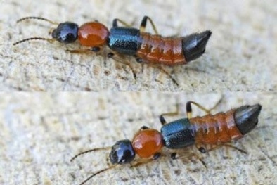 Sơ cứu khi bị kiến ba khoang cắn nhanh chóng, hiệu quả