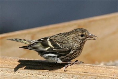 Nghe chim hót có thể trị được bệnh thần kinh?