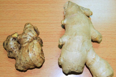 Phân biệt gừng Trung Quốc và Việt Nam đơn giản, nhanh chóng