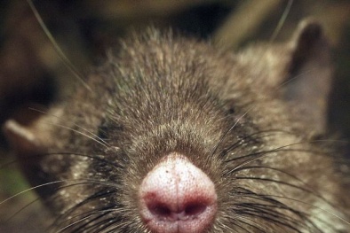 Phát hiện chuột mũi heo có lông 'vùng kín' dài nhất thế giới