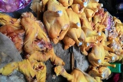 Phát hiện gà, lợn bị cho ăn chất vàng ô nhuộm màu vải sợi