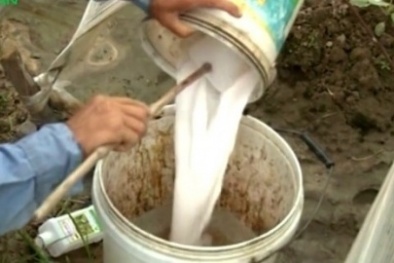 Kinh hãi su hào 'tắm' thuốc bảo vệ thực vật