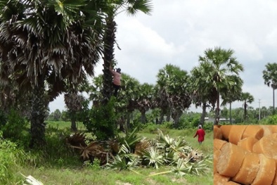 Nguy cơ mất sản phẩm đường thốt nốt vì Trung Quốc thu mua cây