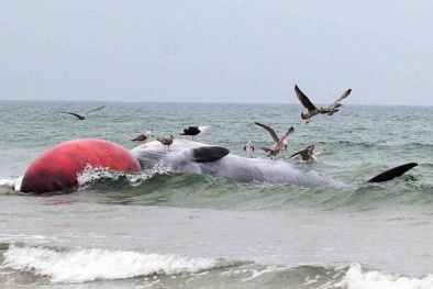 Cá voi khổng lồ chết bất thường dạt vào bờ biển Ireland