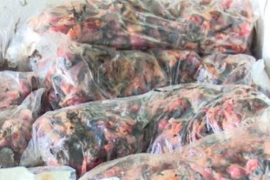 Hàng trăm cân chim én hôi thối đi xe khách từ Nam ra Bắc