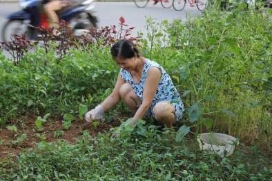 Người Hà Nội trồng rau sạch ngay dưới công trình đường sắt trên cao