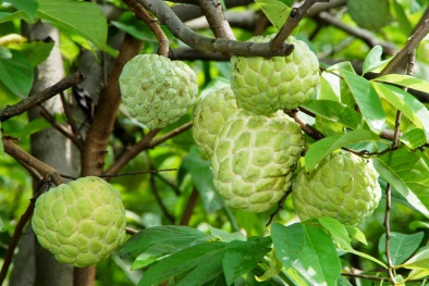 Những sai lầm khi ăn quả na nhiều người mắc phải