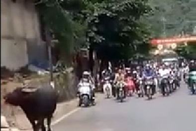 Trâu để cúng bỗng 'điên cuồng' lao ra đường húc người dân