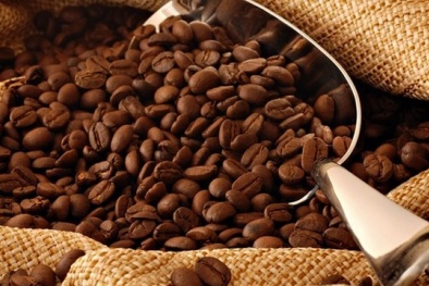 Vinacafe chú trọng phát triển cà phê nhân chất lượng cao