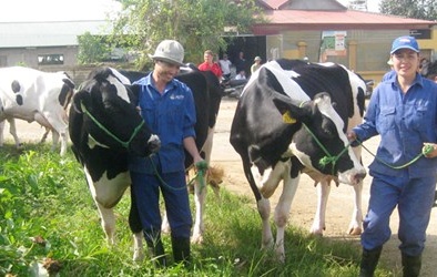 Đủ 'chiêu' luyện thi hoa hậu… bò sữa