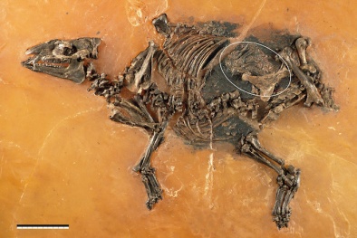 Bào thai còn nguyên vẹn trong hóa thạch ngựa 48 triệu năm 