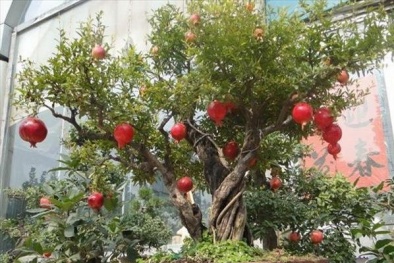 Đầu đông trồng lựu sai trĩu quả cho nhà thêm xinh