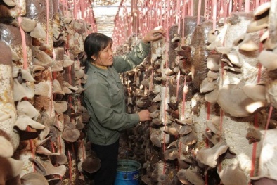 Ứng dụng công nghệ di động giúp tăng năng suất ngành nông nghiệp