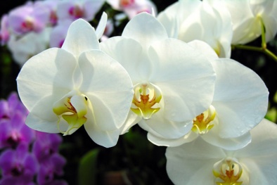 Bí kíp trồng và chăm sóc lan mùa đông luôn nở hoa tươi rói