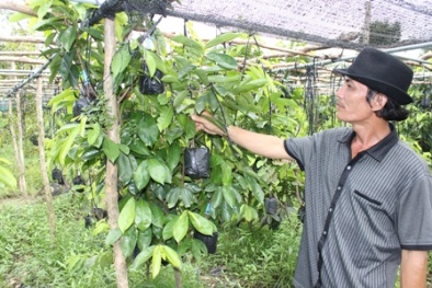 Lão nông thu hơn 1 tỷ mỗi năm nhờ sản xuất cây giống