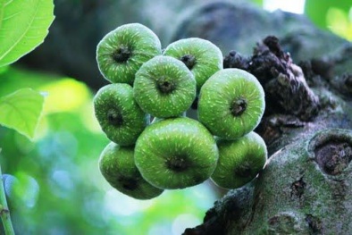 Dưỡng chất từ trái vả giúp chữa nhiều bệnh tật
