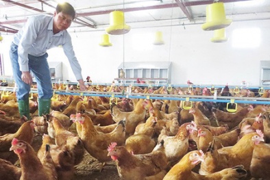 Tay trắng nuôi gà Pháp doanh thu 18 tỷ đồng mỗi năm