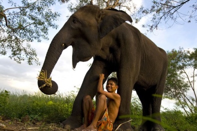 Bí mật chống ung thư của voi