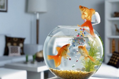 Nghệ thuật đặt bể cá cảnh trong phòng làm việc hút tài lộc