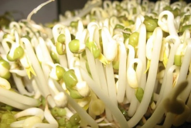 Những sai lầm chết người khi ăn giá đỗ không đúng cách