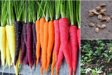 Học cách trồng cà rốt 7 màu ngon ngọt cả nhà đều mê
