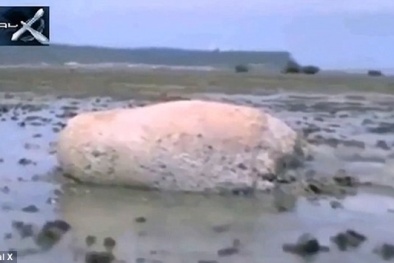 Lộ clip sinh vật lạ khổng lồ trôi dạt vào bờ biển Nhật Bản