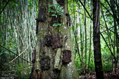 Kỳ lạ nghi lễ chôn cất hài nhi trong thân cây ở Indonesia