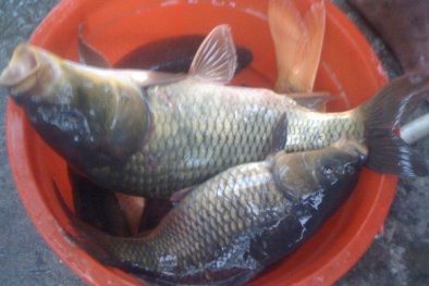 Những sai lầm tai hại khi ăn cá nhiều người mắc phải