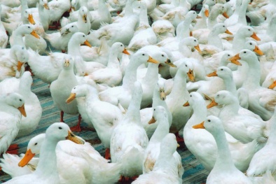 TPP-Cơ hội vàng để tái cơ cấu ngành chăn nuôi