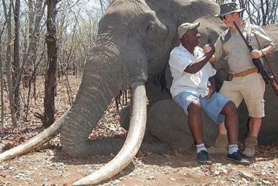 Phẫn nộ với thợ săn chi hàng tỷ đồng bắn chết voi Châu Phi