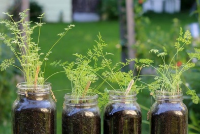 Sáng tạo với cách trồng cà rốt trong lọ thủy tinh cho nhà thêm xinh