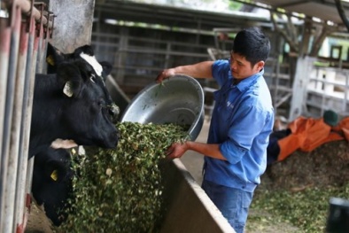 'Treo bằng đại học' trước cửa chuồng bò để ...làm tỷ phú 
