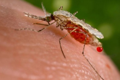 Có thể chữa bệnh ung thư bằng virus sốt rét 