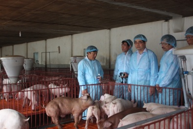 Bộ trưởng Cao Đức Phát: Chất cấm trong chăn nuôi tác hại không thua kém ma túy