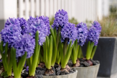 Kỹ thuật trồng cây Tiên Ông sang chảnh vạn người mê