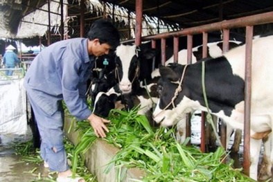 Hanoi milk, TH true milk, IDP... sẵn sàng dàn trận