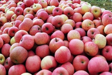 Kiểm soát chặt táo đỏ Phú Sỹ có bao bì vi phạm pháp luật Việt Nam