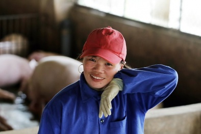 Nữ 'đại gia' không biết chữ sở hữu đàn lợn nghìn con