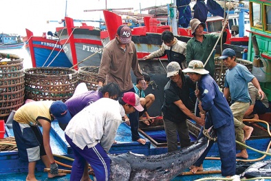 Ứng dụng công nghệ lưới đuôi vây vào khai thác cá ngừ đại dương
