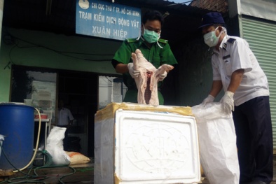 Bắt cả tấn thịt heo bốc mùi thối đưa từ miền Trung vào Sài Gòn