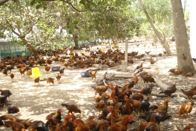 Phương pháp chăm sóc gà thả vườn theo hướng an toàn sinh học