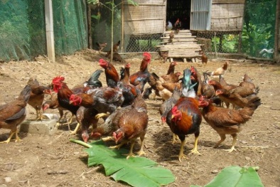 Kỹ thuật chuẩn bị chăn nuôi gà thả vườn theo hướng an toàn sinh học 