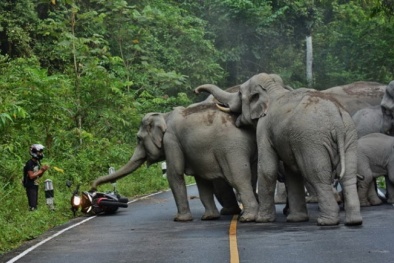 Cả đàn voi 'nổi điên' với tài xế xe phân khối lớn vì quá ồn ào