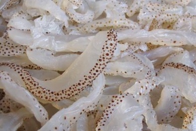 Chữa nhiều bệnh tật không ngờ với món sứa biển